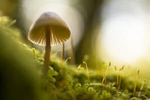 Site Development Series: Know Your Value Before You Grow It!