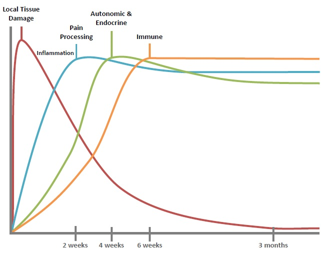 A graph that shows the timeline of body processes that may cause complex regional pain syndrome (CRPS)