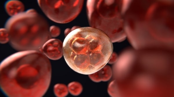 Blood stem cells - Newcastle Research Institute - Genesis Research Services