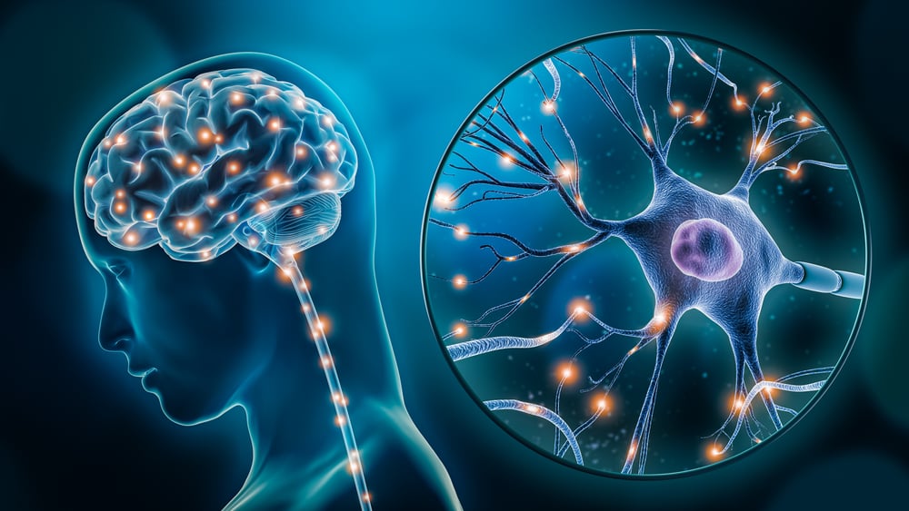 Funding Awarded for Research on Pain and Touch Signalling in the Spinal Cord