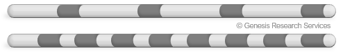 Diagram of two spinal cord stimulator percutaneous leads with multiple electrode contacts